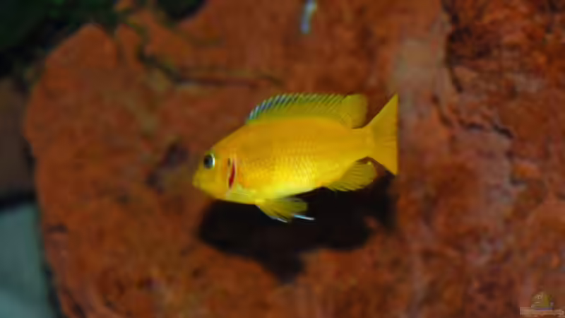 Pseudotropheus msobo magunga, male, Beginn des Umfärbens sichtbar von Angelundercover (7)