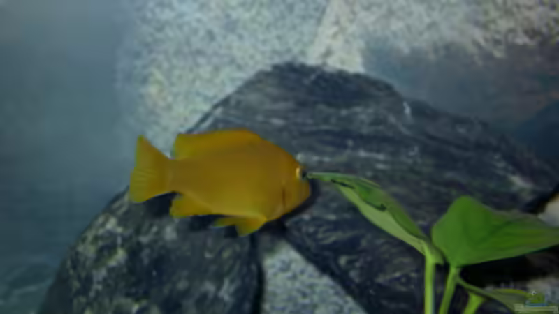 Pseudotropheus msobo magunga  weibchen  von Florian Ober (20)