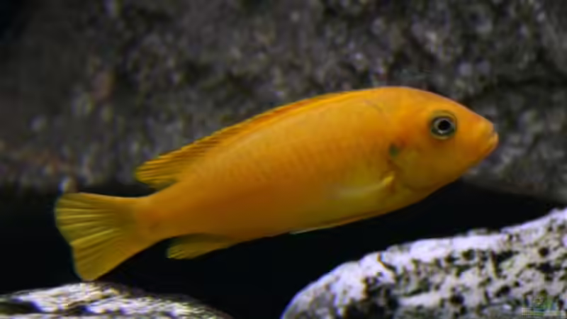 Pseudotropheus msobo magunga female von Mikey (31)