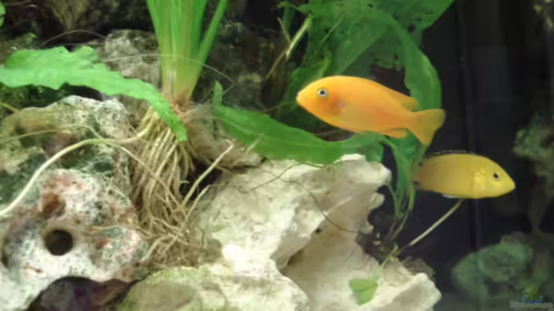 Pseudotropheus msobo ´magunga´ Jungtiere von Lukas Szewczyk (35)