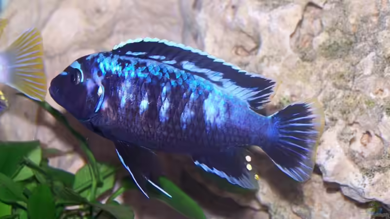Pseudotropheus msobo magunga Männchen von Maik83 (20)