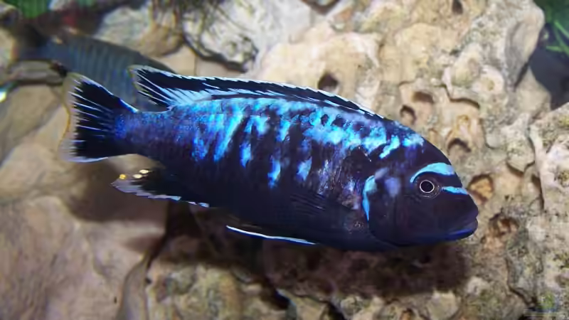 Pseudotropheus msobo magunga Männchen von Maik83 (25)