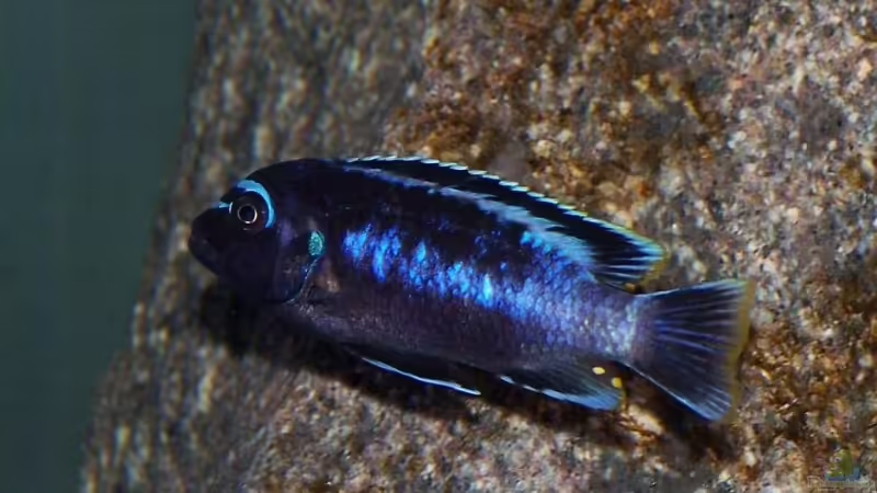 Pseudotropheus msobo magunga Männchen von Maik83 (6)