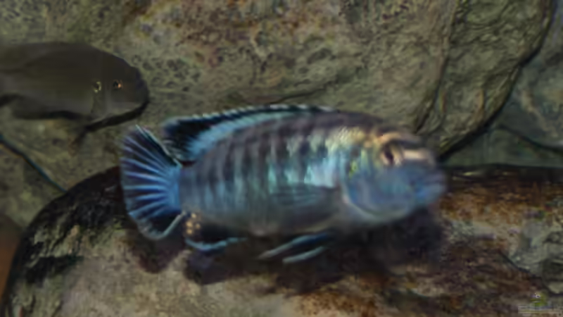 Pseudotropheus msobo Magunga Männchen von Tom (23)