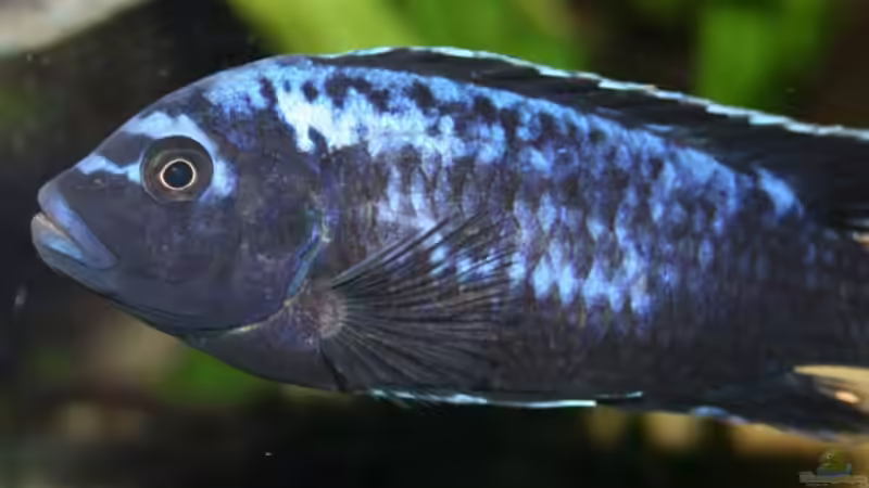 Pseudotropheus msobo magunga male von Mikey (30)