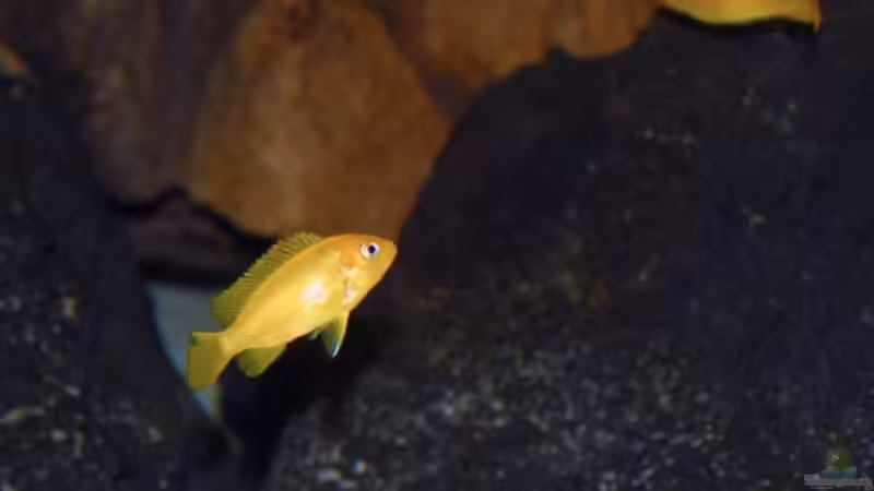 Pseudotropheus msobo magunga von Angelundercover (8)