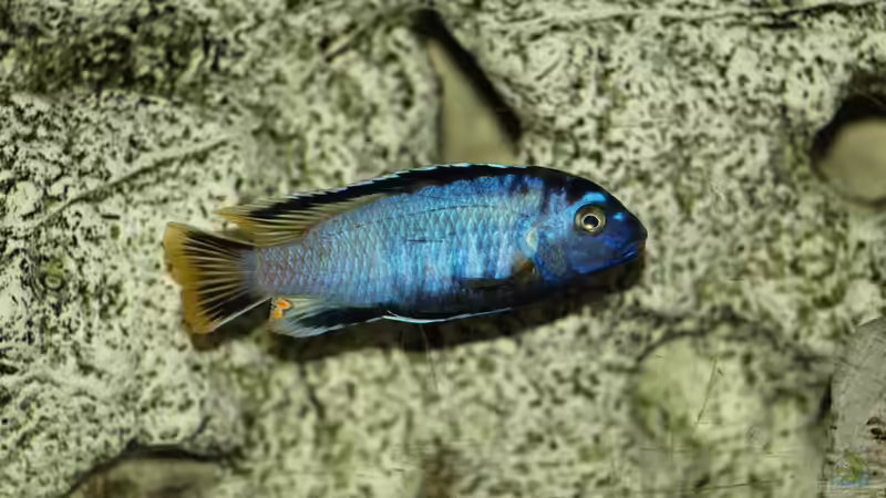 Pseudotropheus msobo ´magunga´ von Erwin12 (13)