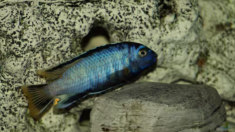 Pseudotropheus msobo ´magunga´ von Erwin12 (15)