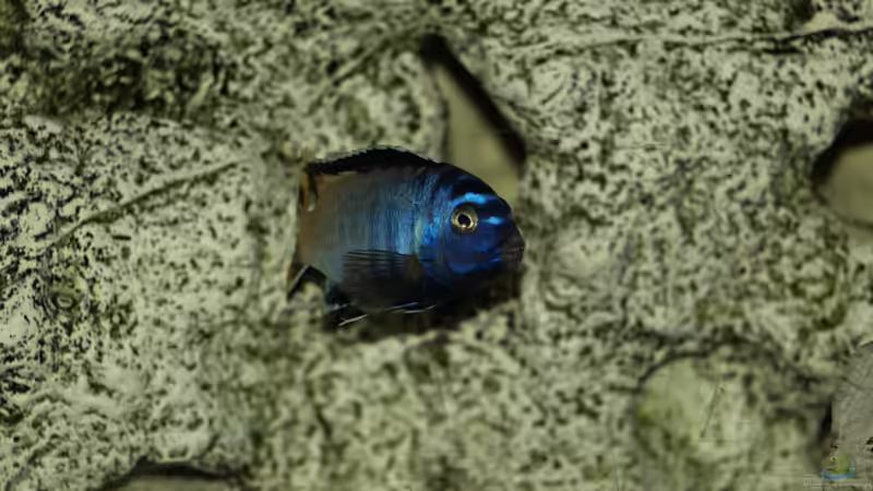 Pseudotropheus msobo ´magunga´ von Erwin12 (19)