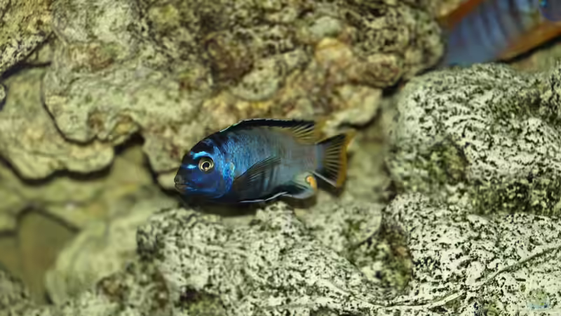 Pseudotropheus msobo ´magunga´ von Erwin12 (21)