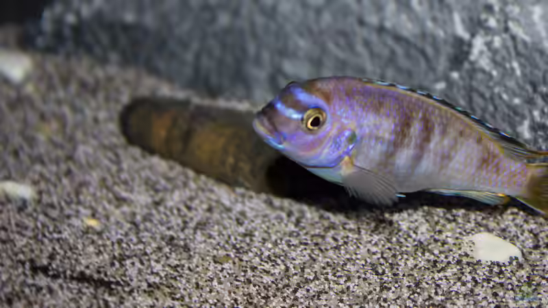 Pseudotropheus Msobo Magunga von Jürgen Hubral (45)