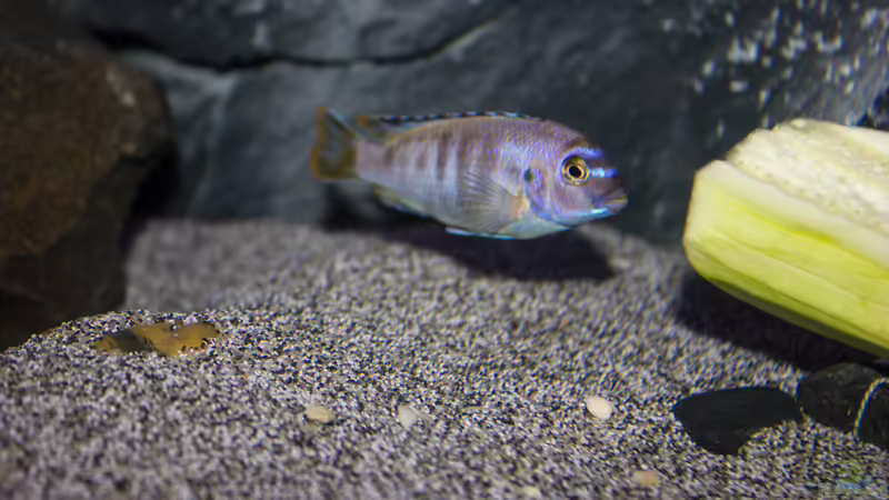 Pseudotropheus Msobo Magunga von Jürgen Hubral (48)