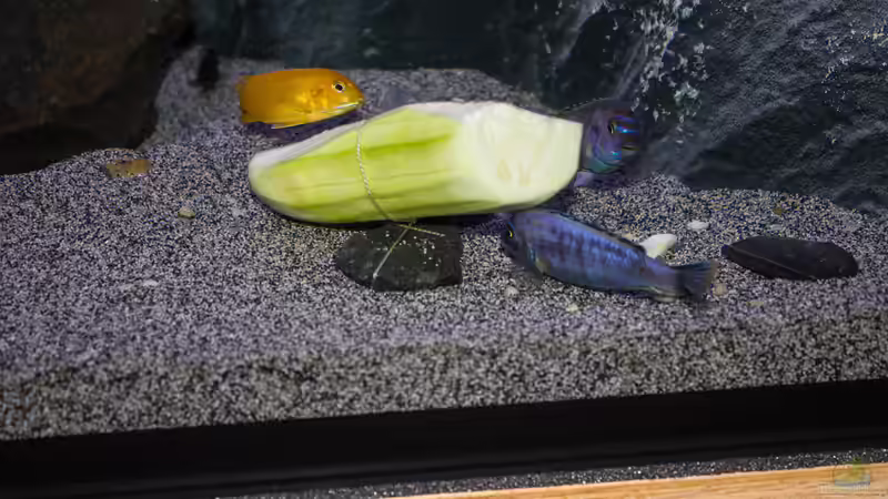 Pseudotropheus Msobo Magunga von Jürgen Hubral (51)