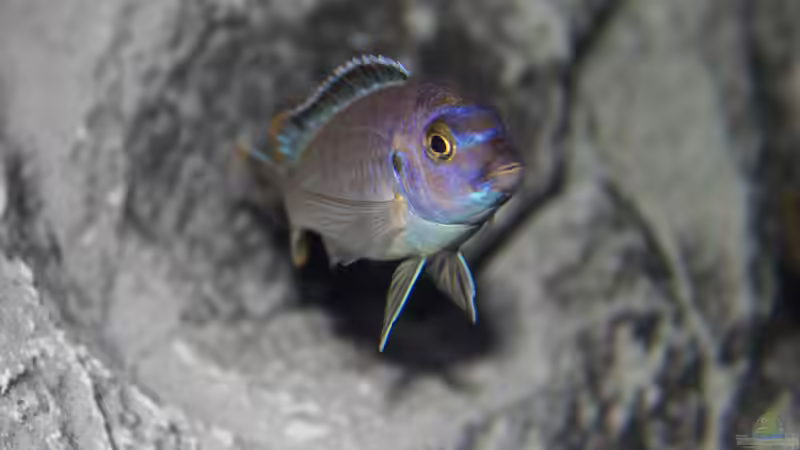 Pseudotropheus Msobo Magunga von Jürgen Hubral (53)