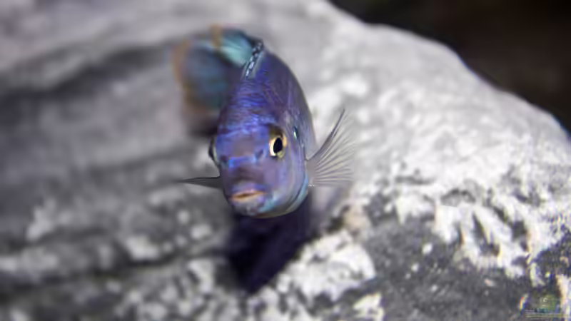 Pseudotropheus Msobo Magunga von Jürgen Hubral (54)