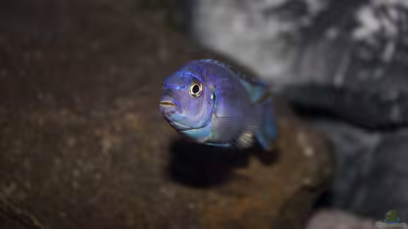 Pseudotropheus Msobo Magunga von Jürgen Hubral (58)