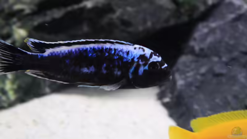 Pseudotropheus msobo ´magunga´ von Mbuna_Memo (22)