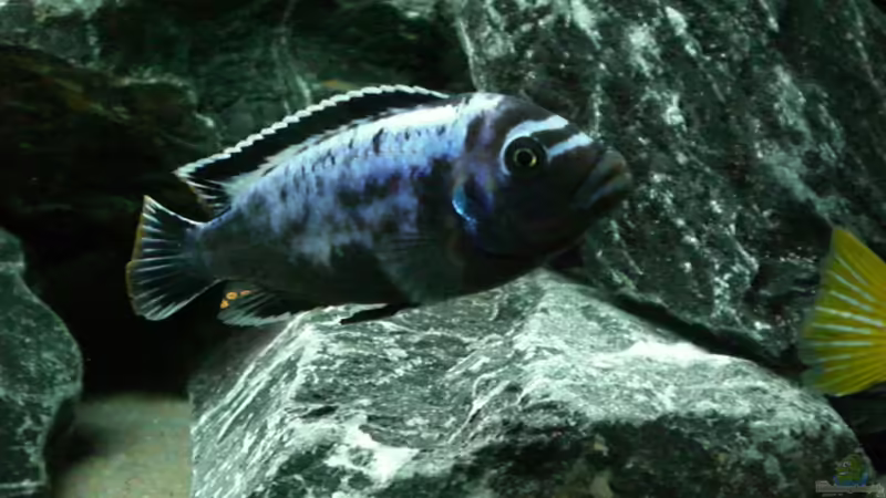 Pseudotropheus msobo magunga von Thomas Dietrich (43)