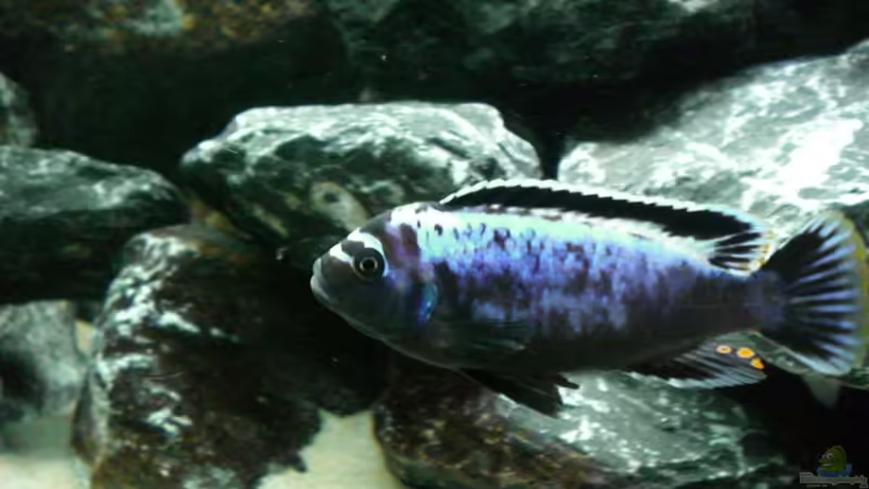 Pseudotropheus msobo magunga von Thomas Dietrich (44)