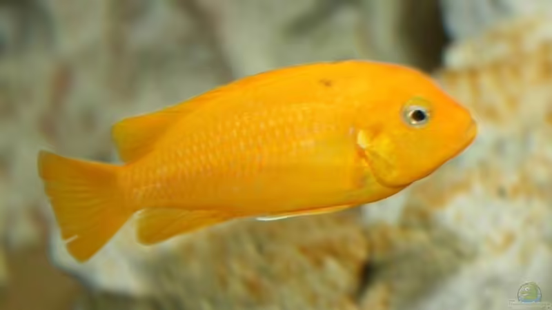 Pseudotropheus msobo magunga Weibchen von Maik83 (9)