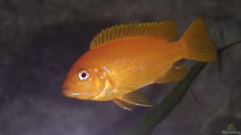 Pseudotropheus msobo magunga Weibchen von malawi-fish (17)