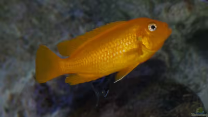 Pseudotropheus msobo Magunga Weibchen von Tom (24)