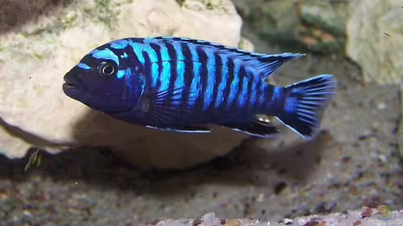 Pseudotropheus msobo puulu island Männchen von Maik83 (18)