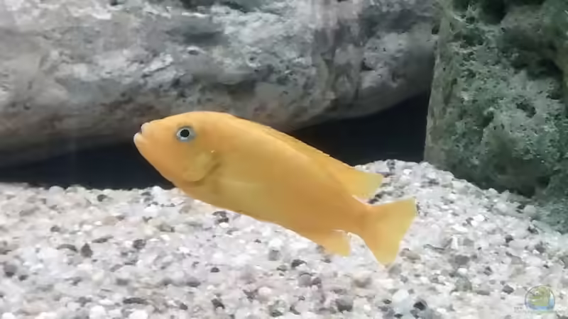 Pseudotropheus msobo w von Tom (14)