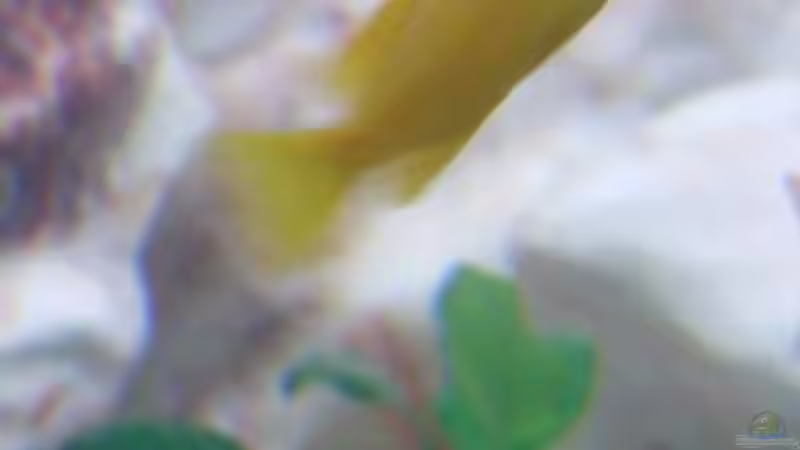 Pseudotropheus msobo Weibchen von Frank S. (17)