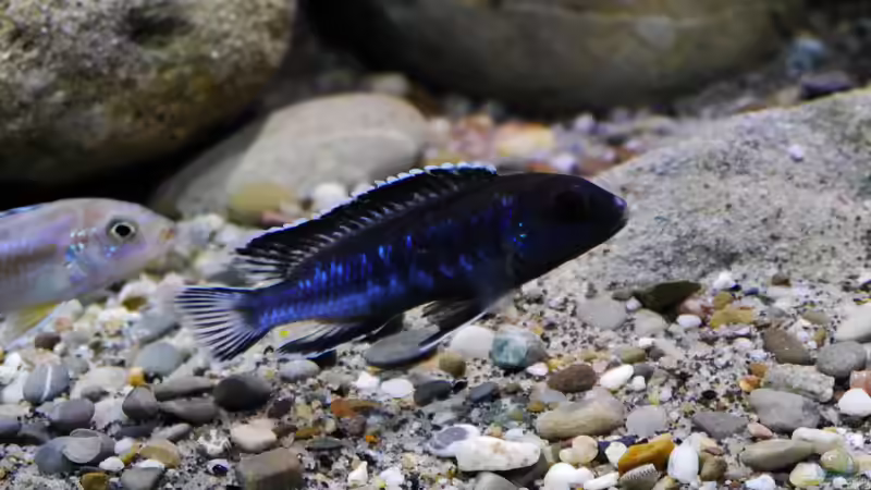 Pseudotropheus perileucos WF Männchen, 5cm von Jan Steger (43)