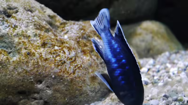 Pseudotropheus perileucos WF Männchen, 7cm von Jan Steger (42)