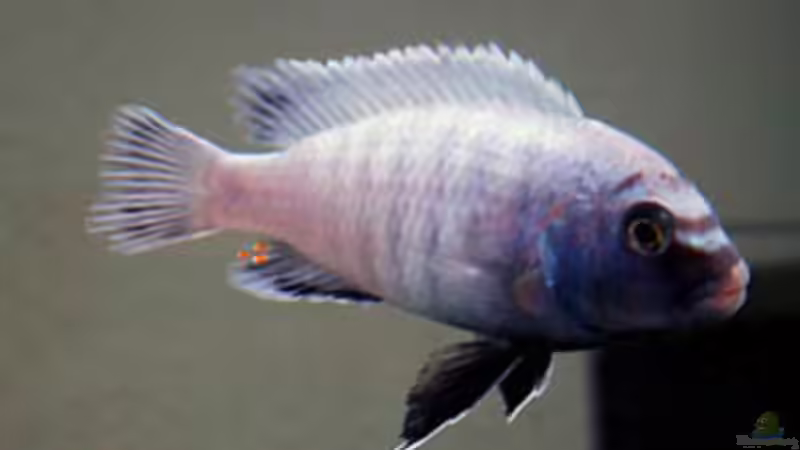 Aquarien mit Pseudotropheus sp. "polit"