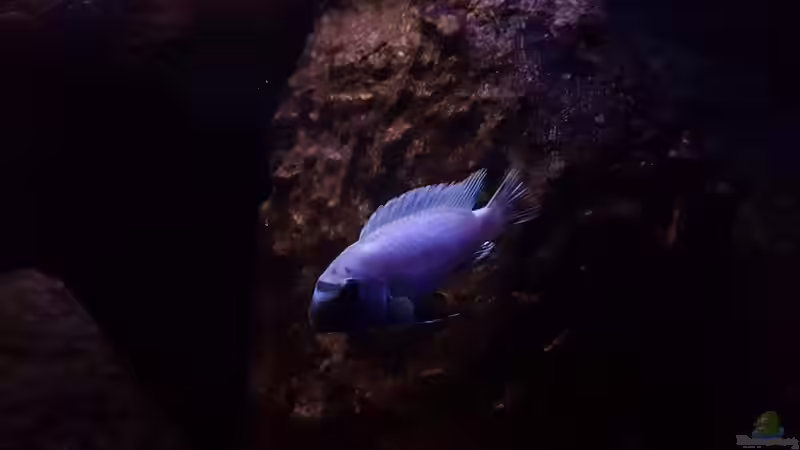 Pseudotropheus Politik Lions Cove von Dennis Wulf (6)