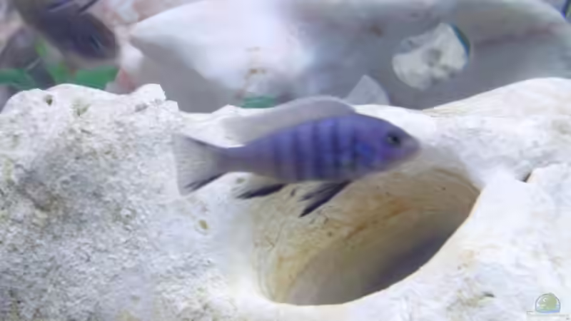 Pseudotropheus pulpican von Frank S. (12)