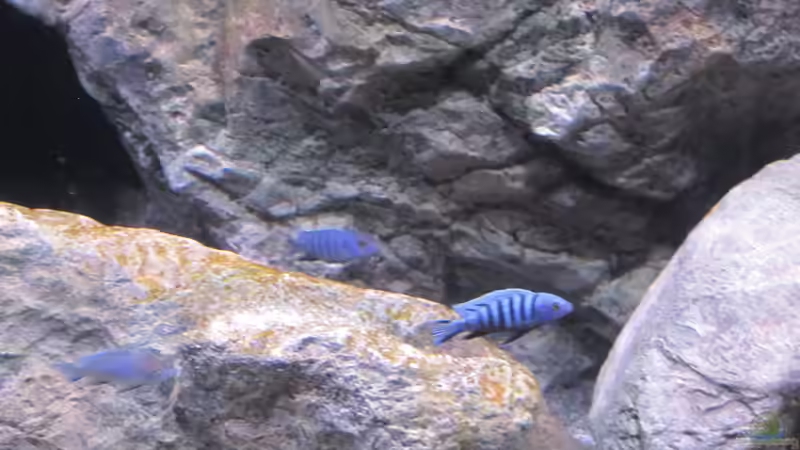 Pseudotropheus pulpican von Hörnchen (8)