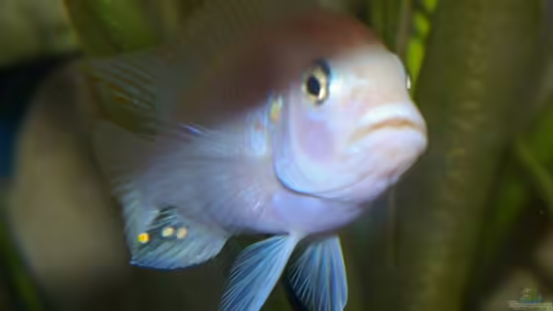 Pseudotropheus red red Männchen von Nico A. (16)