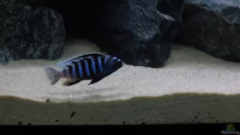 Pseudotropheus Saulosi, fast ausgefärbtes Männchen von BastiB (62)