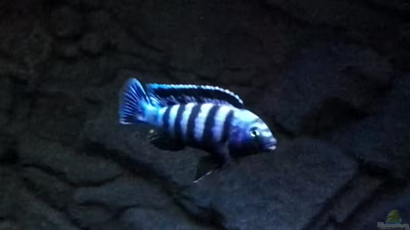 Pseudotropheus saulosi  von Guido Studtrucker (41)