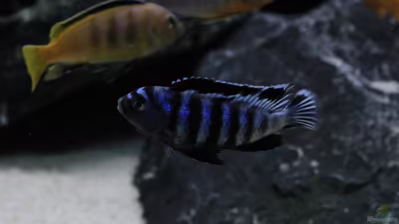 Pseudotropheus saulosi  von Mbuna_Memo (19)