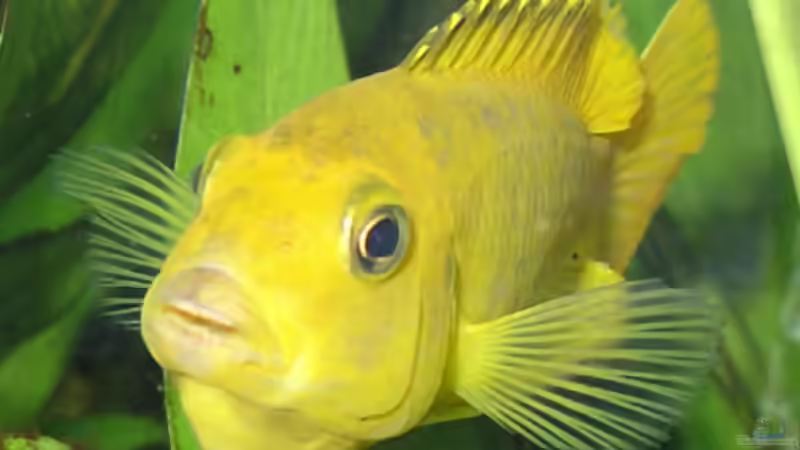 Pseudotropheus saulosi- Weib tragend von Andrea Wendel (13)