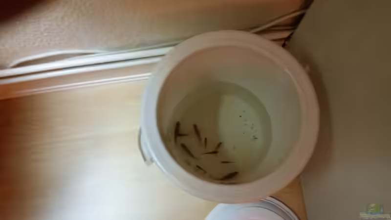 Pseudotropheus Saulosi 12.11.2014 von Gunnar2060 (61)