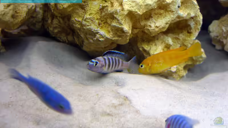 Pseudotropheus saulosi beim Spielen von Markus Hütte (20)