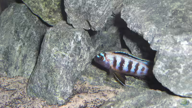 Pseudotropheus saulosi Bock, fast vollständig umgefärbt von Christopher Roß (13)