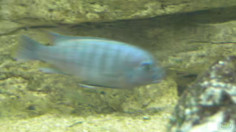 Pseudotropheus saulosi Bock von Benjamin Dietl (7)