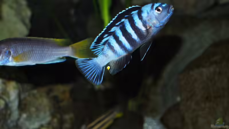 Aquarien mit Pseudotropheus saulosi (Saulosi Zebra-Maulbrüter)