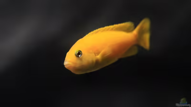 Pseudotropheus saulosi f von Nina Hutter (26)