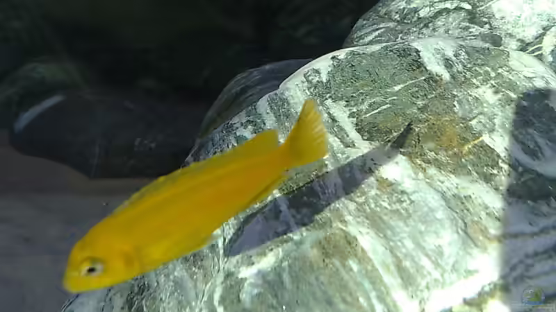 Pseudotropheus Saulosi female von Marco O. (38)