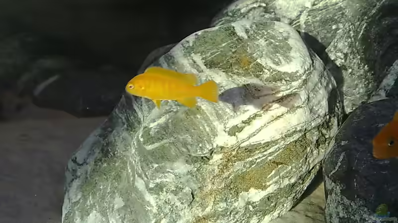 Pseudotropheus Saulosi female von Marco O. (39)