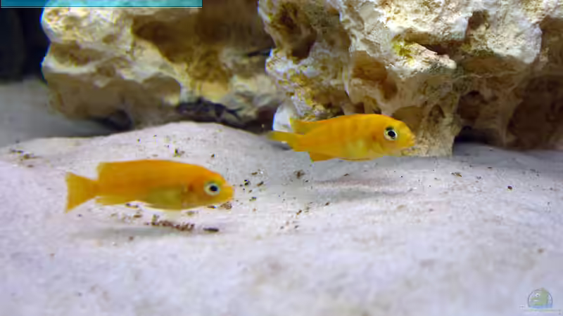 Pseudotropheus saulosi Girls von Markus Hütte (19)