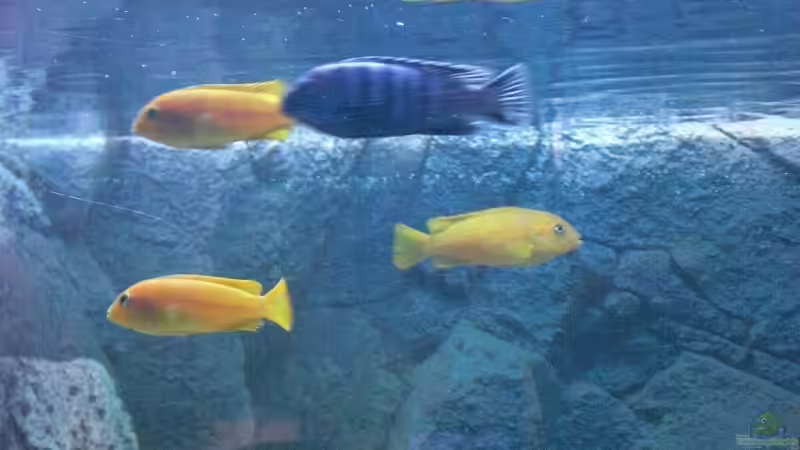 Pseudotropheus saulosi Gruppe von Malawi TOM (62)